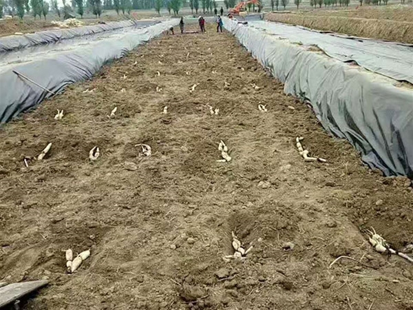 藕池